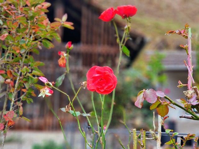 Free Rose Fall photo and picture