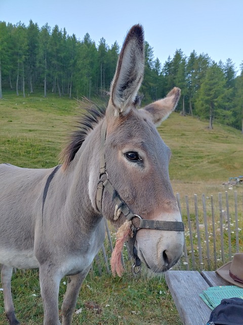 Free Donkey Animal photo and picture