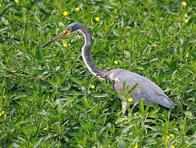 Free Tricolored Heron Heron photo and picture