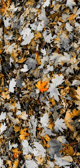 Free Autumn Leaves photo and picture