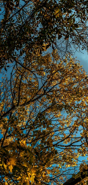 Free Autumn Sky photo and picture