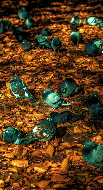 Free Pigeon Bird photo and picture