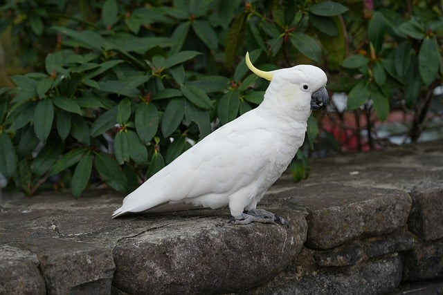 Papagei, Kakadu, Weiß, Vogelfeder, Natur