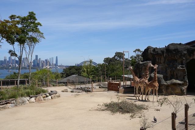 Giraffe, Zoo, Stadt, Sydney, Natur
