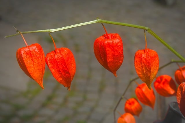 Free Physalis Chinese Lantern photo and picture