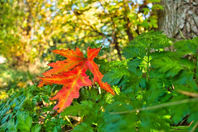 Blad, Natur, Falle, Lønneblad, Lukke Opp