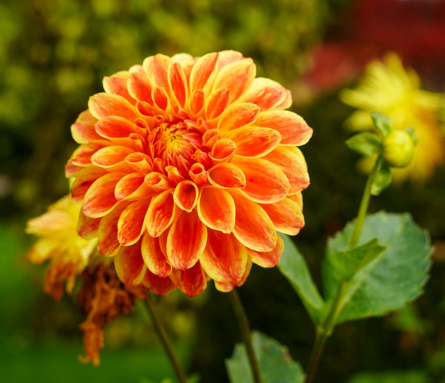 Free Flower Dahlia photo and picture