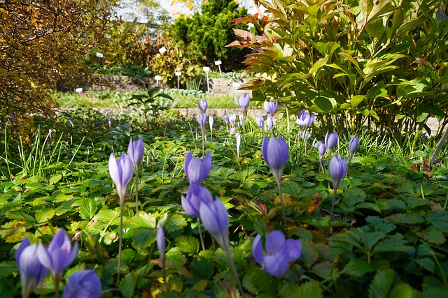Free Garden Flowers photo and picture