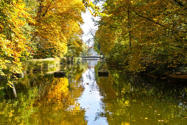 Free Autumn Leaves photo and picture