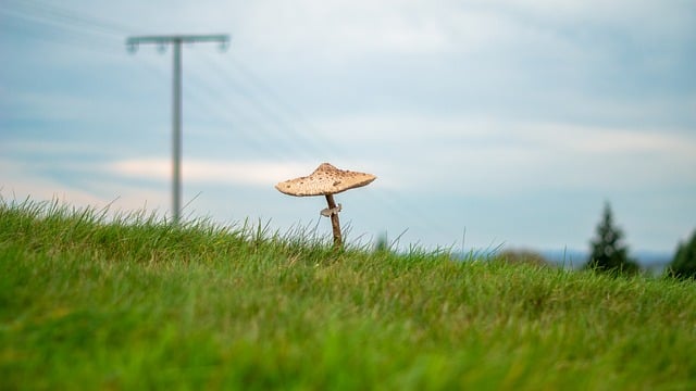 Free Mushroom Fall photo and picture