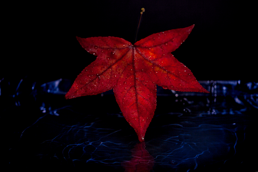 Free Autumn Foliage photo and picture