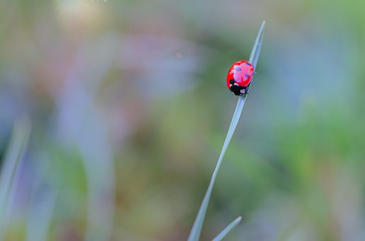 Free Ladybug Insect illustration and picture