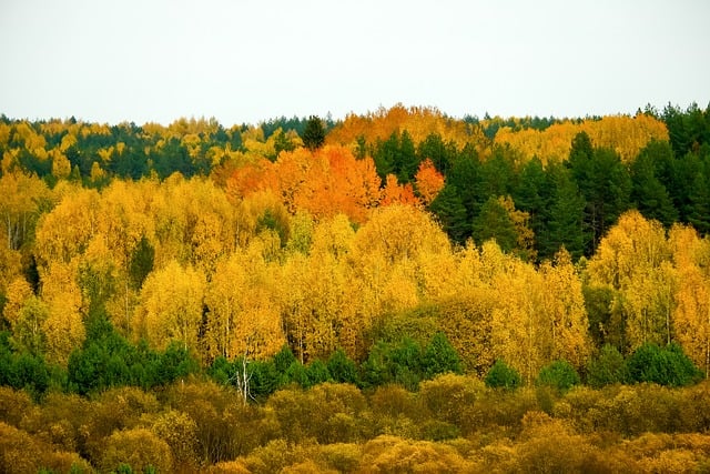 Free Forest Autumn photo and picture