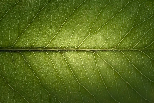 Free Leaf Close Up photo and picture