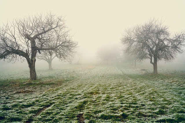 Nebel, Bäume, Frost, Winter, Morgen