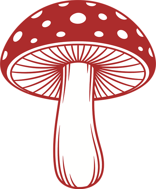 Sopp, Fluesopp, Amanita Muscaria, Rød