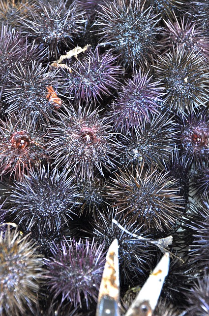 Seeigel, Wassernatur, Stachelig