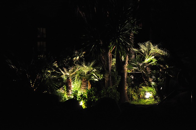 Palmen, Nacht Szene, Beleuchtete Palmen