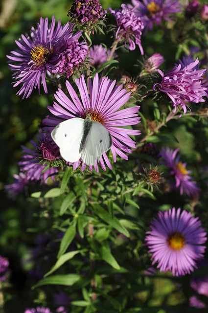 Schmetterling, Lila Blume, Natur