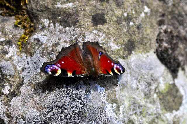 Schmetterling, Natur