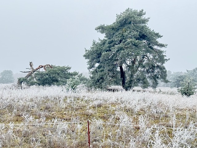 Winter, Raureif, Baum, Nadelbaum