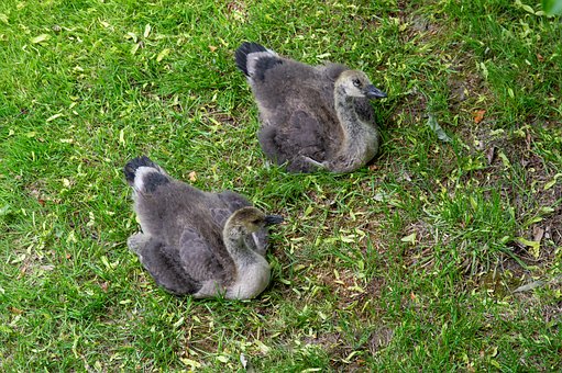 Free Geese Canada Geese photo and picture