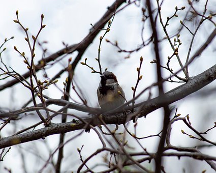 Free Winter Spring photo and picture