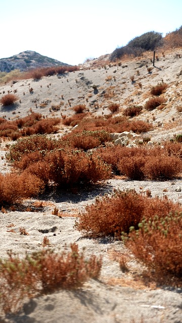 Naturaleza, Paisaje, Arbustos, Seco