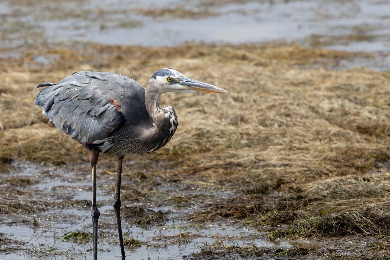 Heron Shore Marsh Free photo on Pixabay