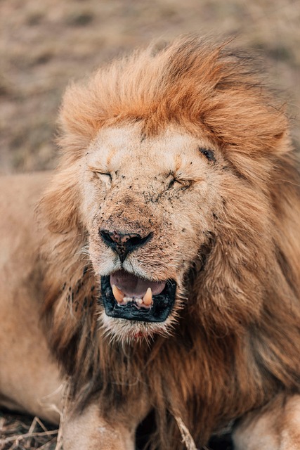Free Lion Pictures Lion photo and picture