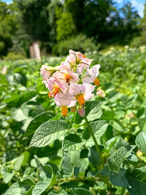 Free Potatoes Vegetables photo and picture