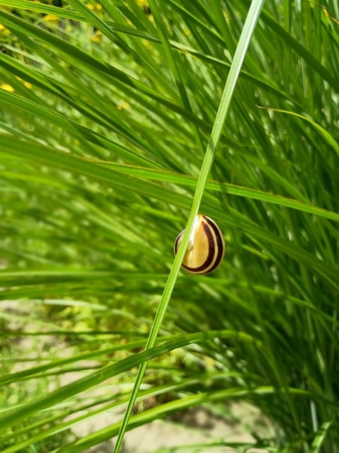 Free Snail Nature photo and picture