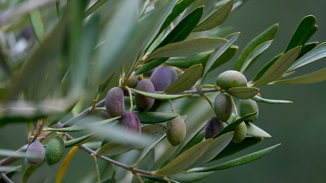 Aceitunas, Aceituna, Comida