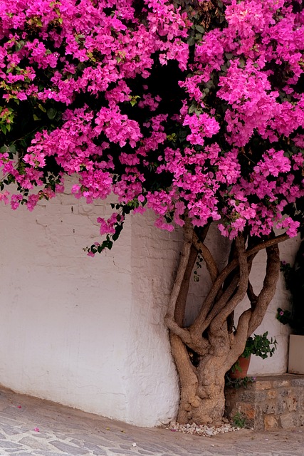 Buganvillas, Naturaleza, Flora, Flor
