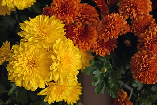Maminky, Žlutá, Oranžový, Květ, Bloom