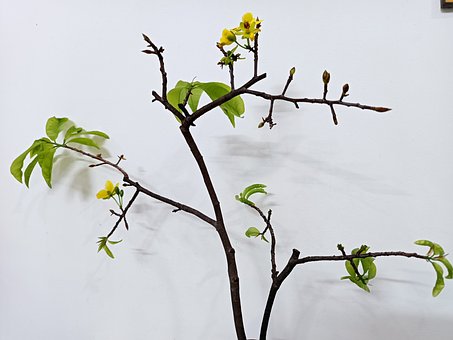 Free Garden Nature ai generated image and illustration