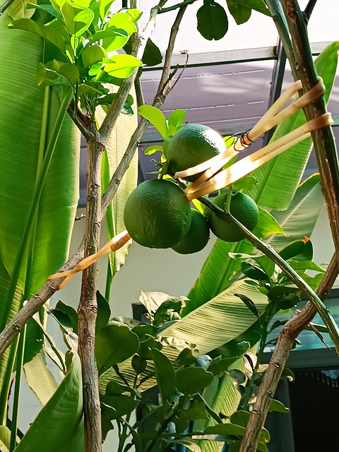Free Garden Nature photo and picture