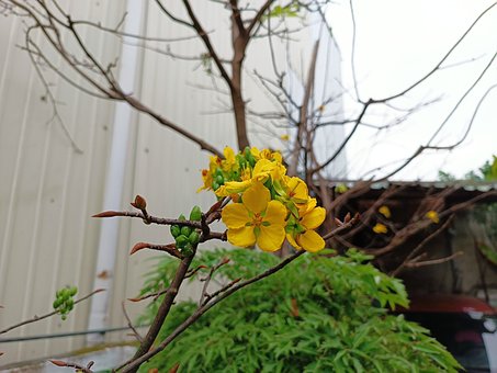 Free Garden Nature ai generated image and illustration