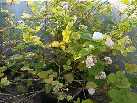 Free Garden Nature ai generated image and illustration