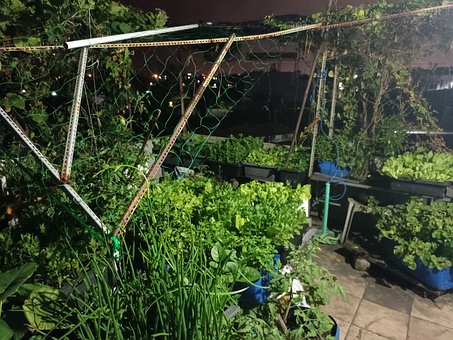 Free Garden Nature ai generated image and illustration