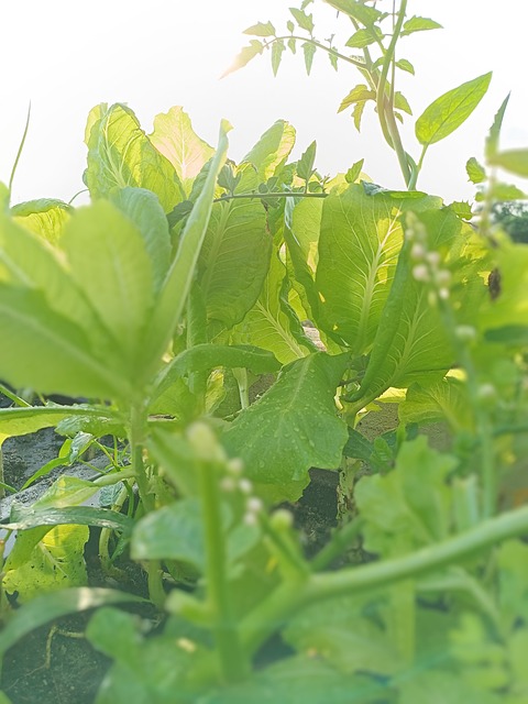 Free Garden Nature ai generated image and illustration