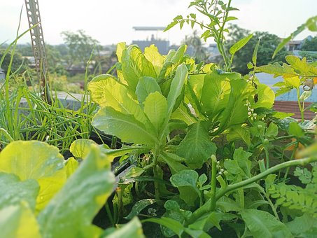 Free Garden Nature photo and picture