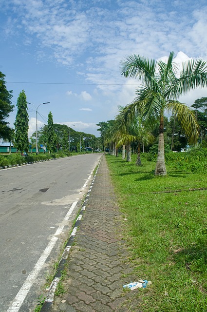 Straße, Palmen, Grüne Gras, Himmel