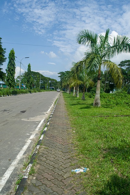 Straße, Palmen, Grüne Gras