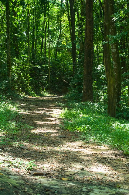 Wald, Weg, Pfad, Bäume, Sonnenlicht