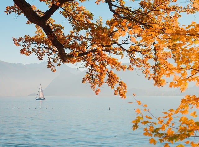 Autumn, fall, gold and yellow — photo by 8moments
