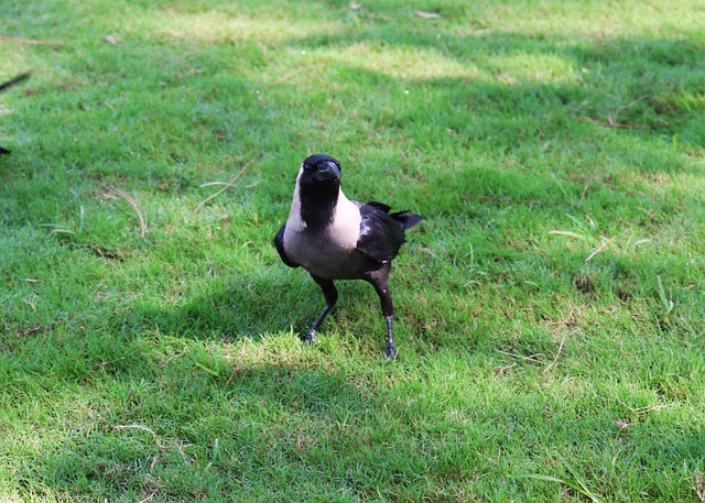 Free Crow Bird photo and picture