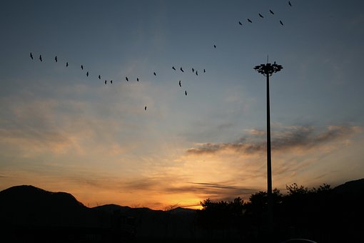 Natur, Fugle, Solnedgang, Himmel
