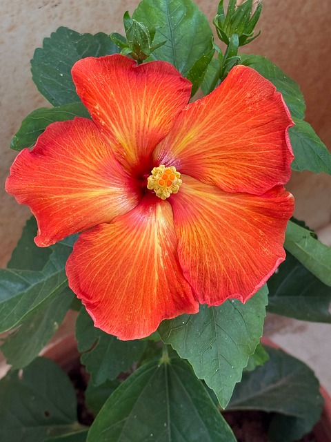 Hibisco, Flor, Naturaleza, Bloom, Planta