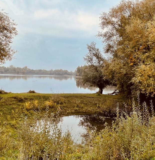 Árbol, Naturaleza, Paisaje, Agua, Lago
